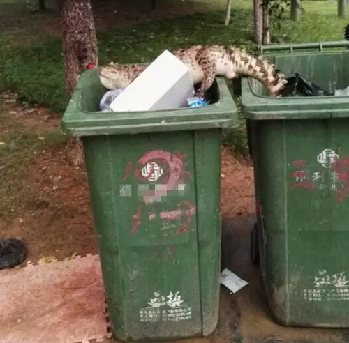 小區(qū)垃圾桶旁驚現鱷魚